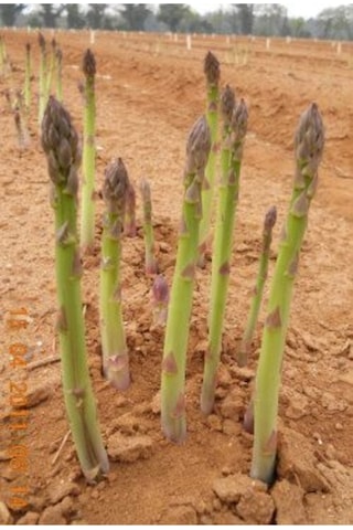 Asparagus - Kuş Konmaz Tohumu