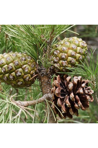 Fıstık Çamı Fidanı 3 Adet - Pinus Pinea
