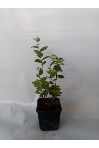 Yaban Mersini Fidanı 50-60 Cm