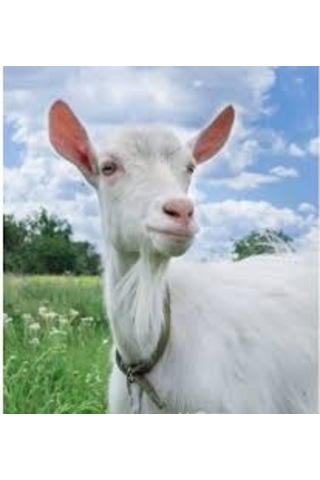 Osmanlı Sabunları Keçi Sütü Sabunu 2 x 150 G