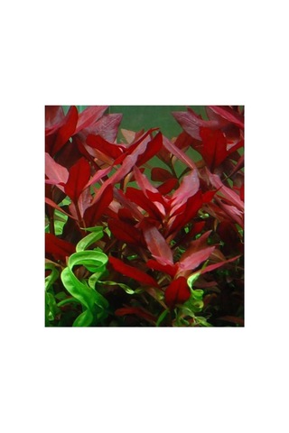 Ludwigia Repens Rubin Saksı- Canlı Bitki Standart
