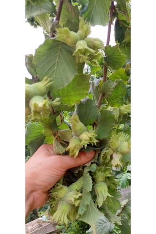 Fındık Fidanı 2 Adet Aşılı