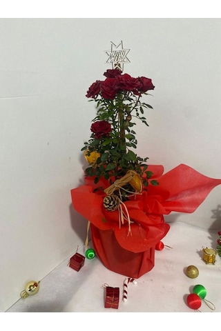 Kadınlar Günü Hediyesi Süslemeli Kırmzı Renk Gül Fidanı 30-40cm Kozalak Portakal