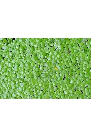 Lemna Minor Su Mercimeği Akvaryum Bitkisi 15 X 15 Cm