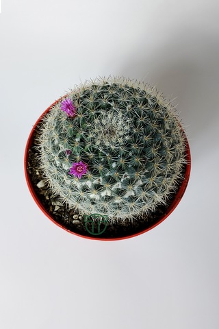 Yaşlı Kadın Kaktüsü Mammillaria Hahniana Kolay Bakım