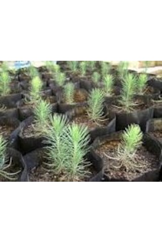 5 Adet Fıstık Çam