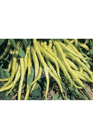 Biber Tohumu Yalova Çorbacı 12 Sarı Sivri 25 GR Ort 3000 Ad