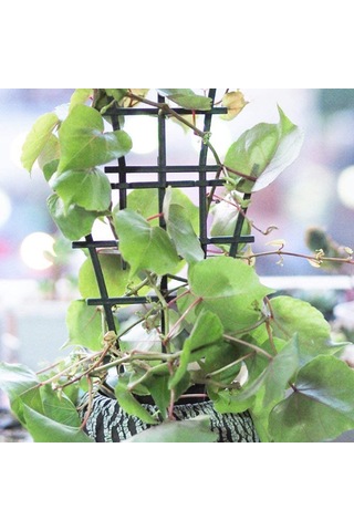 Padalink 3'lü Bitki Tırmanma Sistemi: İç/ Dış Mekan İçin Yığılabilir Bakkal Altyapısı