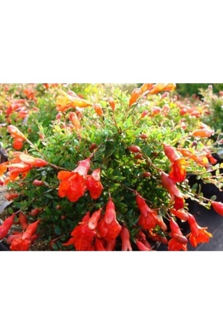 Bodur Süs Narı Çiçeği Fidanı 1 Adet Saksılı/ Tüplü 30-60cm Bahçe Bitkisi Dwarf Pomegranate