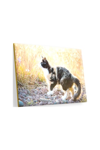 Cakasepetim Taşların Üzerinde 3 Renk Kedi Ve Sarı Otlar Ahşap Mdf Tablo
