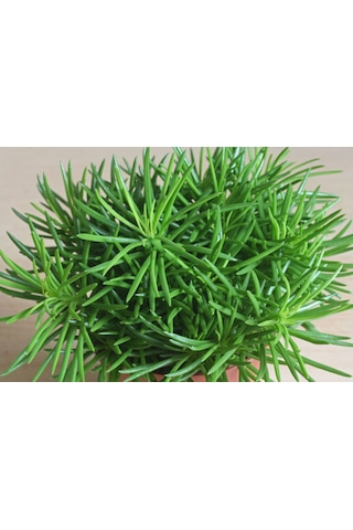 Senekio Barbertonicus Himalaya - 5 Adet Sukulent - Teraryum