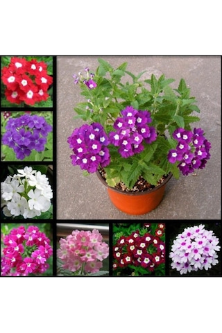 30 Adet Karışık Renkli Mine Çiçeği Tohumu Verbena