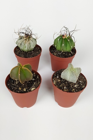 4 Lü Astrophytum Özel Tür Kaktüs Seti 5.5 Cm Saksıda
