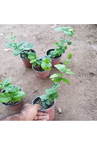 Katmerli Full Çiçeği 5.5 Cm Saksıda