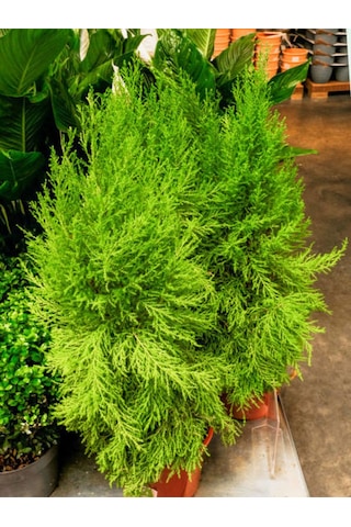 Videolu Ithal Limon Servi 1 Adet Saksılı/ Tüplü 30-50 Cm Dış Mekan Bitkisi Cupressus