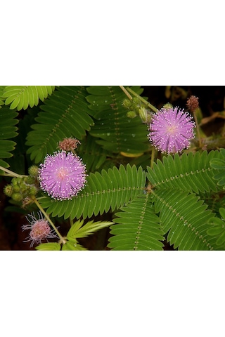 30+ Mimosa Pudica Küstüm Çiçeği Deprem Çiçeği Tohumu