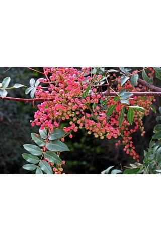 Çitlembik Menengiç Pistacia Terebinthus Fidanı 1-2 Yaş