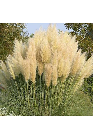 Pampas Otu - Saz Püskülü