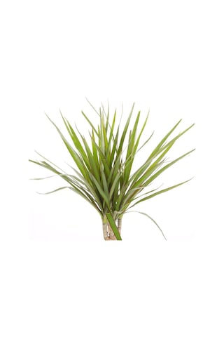 Dracaena Marginata Tekli Yeşil
