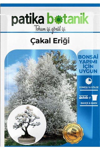 30 Adet Güvem Eriği Ağaç Tohumu