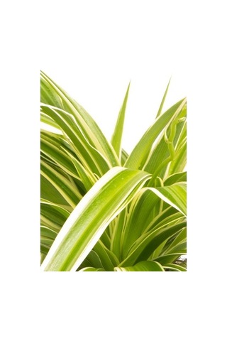 Alacalı Kurdele Çiçeği 15-25 Cm