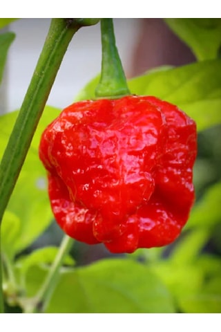 Trinidad Moruga Scorpion / 1.2 Milyon Scoville - Gerçek Taze Acı Biber