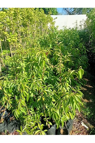 Yeşil Deniz Fidancılık Tüplü Gülhaven Şeftali Fidanı 70-120 Cm