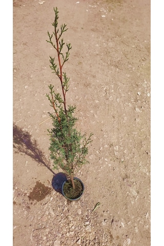 MEZARLIK ÇAMI - KABİR AĞACI 1 METRE