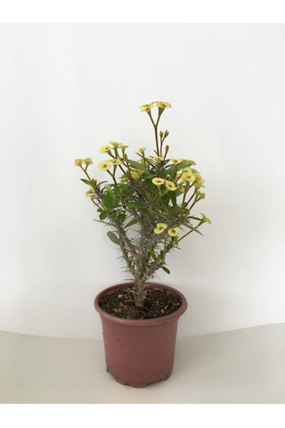 Videolu Milli Dikenler Tacı Küçük Çiçekli Sarı Renkli 15 40 Cm Saksılı Kaktüs Euphorbia