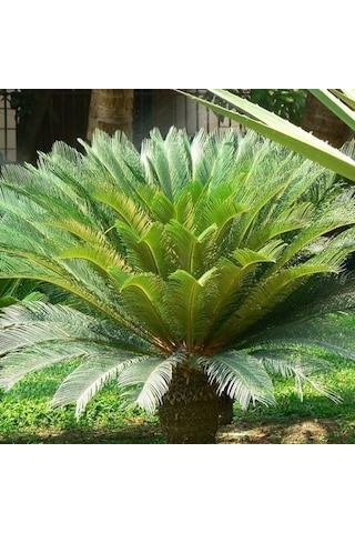 Cycas Tohumu 3 Tohum Sikas Tohumu + Tohum