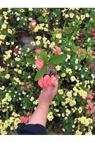 Videolu Dikenler Tacı Çiçekli Ithal Tayland Milli 20 40 Cm Saksılı Kaktüs Euphorbia