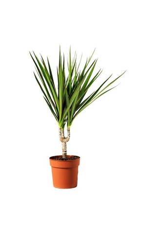Ikea Dracaena Margınata Canlı Bitki, Yeşil, 12 Cm, Dragon Ağacı