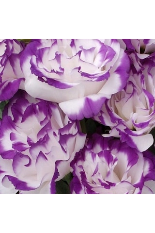 Katmerli S.blue Picotee Lisianthus Çiçeği Fidesi 3 Adet