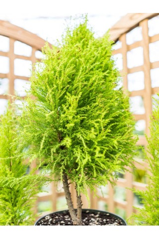 Videolu Kokulu Limoni Servi Fidanı 10 25 Cm 5 Adet Tüplü Dış Mekan Bitkisi Cupressus Macrocarpa
