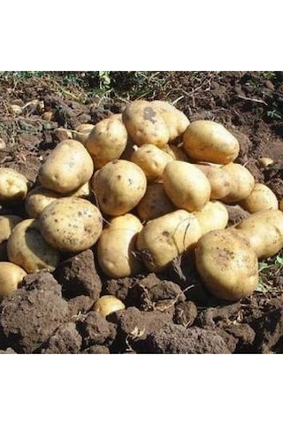 Afyon a Patates Kızartmalık / Yemeklik 20 Kg