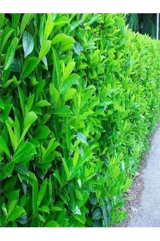 Videolu Dış Mekan 1 Adet Çit Bitkisi Fidanı 50-80cm Saksılı Viburnum Tinus Lucidum