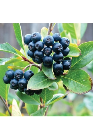 Tüplü Siyah Aronya Aronia Chokeberry Fidanı 15-20Cm