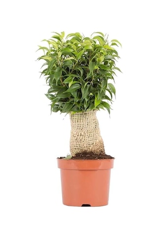 Ficus Benjamina Natasja Yeşil