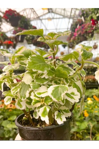 Plectranthus Forsteri Adaçayı Kokulu Bitki Sarkıcı Tür Saksılı 10-20cm