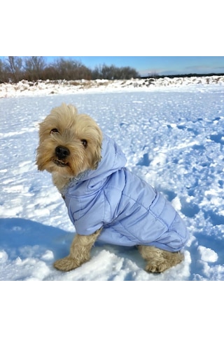 Baby Blue Comfy Köpek Montu, Köpek Ceketi, Köpek Dış Giyim