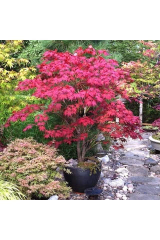 Kırmızı Japon Akçaağacı Acer Palmatum Tohumu 10 Adet