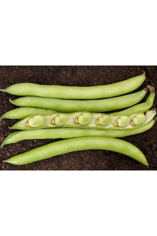 Luz De Otono Ithal Bakla Tohumu 1 Kg