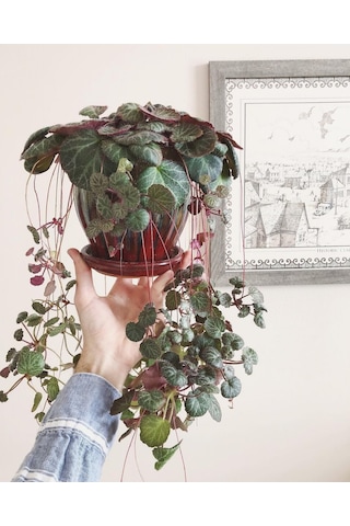 Gelin Teli Çiçeği – Begonia Saxifraga (Askılı Saksıda)