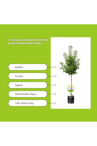 3 Yaş Aşılı Golden Delicious Elma Fidanı Sarı Elma