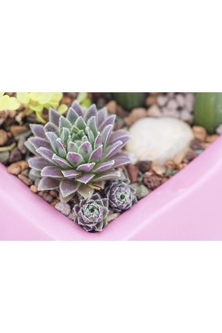 Mosser Lee Ml1120 River Gravel Toprak Örtüsü, 2,3 Kg. Sku: Smg8690010012449