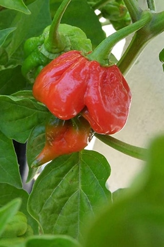 Dünyanın En Acısı Trinidad Scorpion Biber Tohumu / 20 Adet Tohum