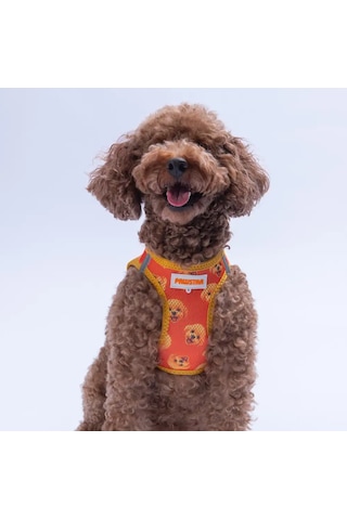 Poodle Airmesh Kedi Köpek Göğüs Tasması Xl Turuncu