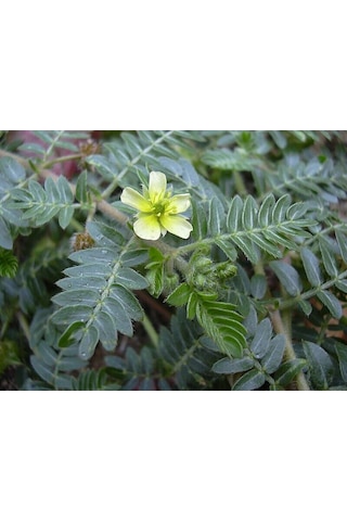 Çoban Çökerten - Tribulus Terrestris 50 G