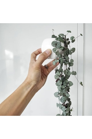 Kalp Kalbe Karşı Çiçeği – Ceropegia Woodii