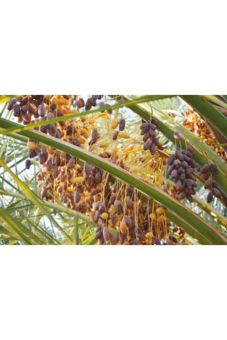 Safhasat Kurutulmuş Hurma 500 G 500 G